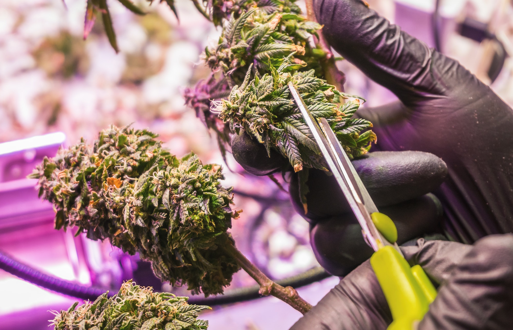 Trimming cannabis buds cannabis harvest