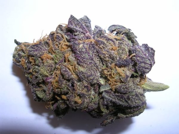 buy purple haze from the most trusted marijuana shop online