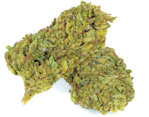 buy Alaskan thunderfuck from the most trusted marijuana shop online/ maryjanevibes.com