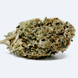 buy chocolope from the most trusted marijuana shop online